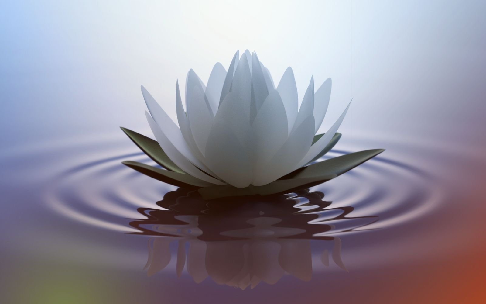 Lotus Flower Blooming